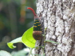 Elefantentrekking in Pang Nga Tonprai Wasserfall Naturpfad Schmetterling (TH).